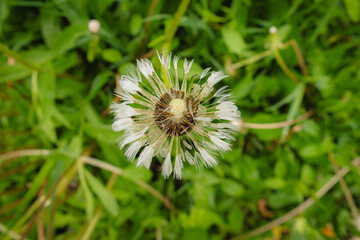 wet dandelion on green