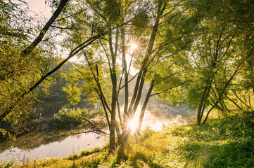 ray of sunshine through the tree