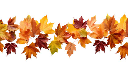 Poster - PNG  Fall leaves backgrounds maple plant.