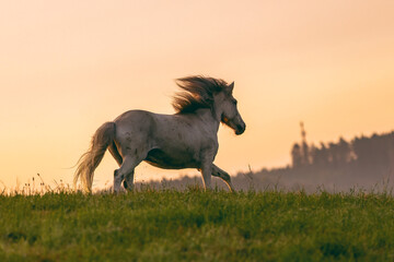 Romantic portrait of an icelandic horse in front of a beautiful sunrise sky