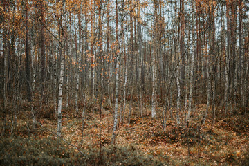 Thin young birch trees growing in the forest at autumn