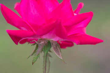 Canvas Print - Hentzia mitata spider hides under the petals of a rose flower