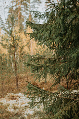 Abstract nature background with fir tree branches in the forest at autumn