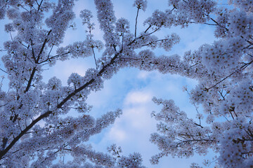 blossom covered branches of tree