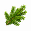 ©  VladaToday - A detailed vector illustration of a green spruce branch, ideal for winter and Christmas-themed projects. Isolated on a white background with scalable quality.