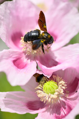 Insects and bees collecting nectar and pollen from pink opium poppy