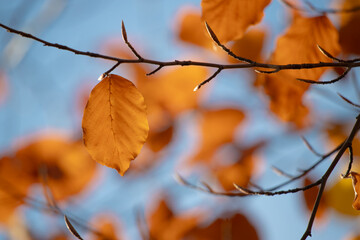 Wall Mural - Dry autumn leaves on thin tree branches against a blue sky.