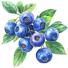 Sticker - Watercolor Painting of Blueberries on a Branch with Green Leaves.