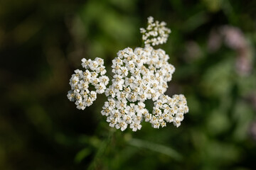 White yarrow flower on plant.
