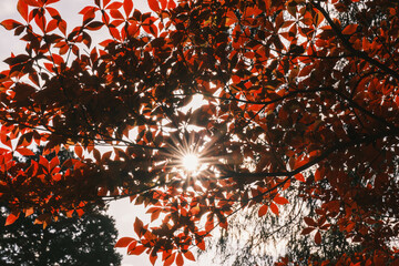 [KYOTO]A world-famous temple in Kyoto that is famous for its autumn foliage, The colorful autumn leaves are beautiful, Bishamondo-Monzeki, Japan