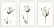 © kkkiim graphic - Three frame black and white tulip drawing wall art set against a clean white background