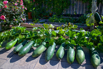 Autumn harvest of winter melons in the backyard garden