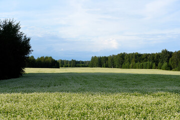 Autumn forest and field with cultivated plants. The blue sky and the forest in the field.