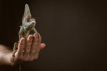 Colorful veiled chameleon