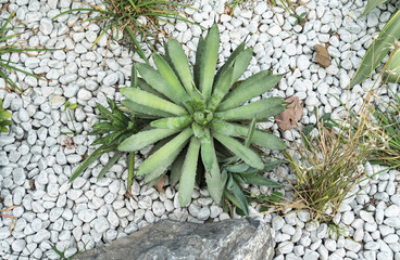 Wall Mural - agave plant leaves on a decorative flower bed in the greenhouse