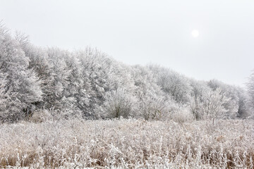 Wall Mural - winter forest and meadow. trees and grass covered of hoarfrost in winter in forest