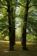 Wall Mural - Beech trees in a park at Djurgården in Stockholm.