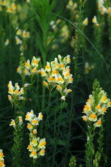 Canvas Print - Linaria vulgaris or common toadflax.