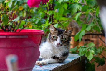 The cat looks to the side on a beige background. Portrait of a fluffy brown cat with green eyes in nature, close-up.