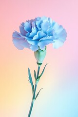 Wall Mural - Single blue carnation flower on pastel gradient background, minimal floral design
