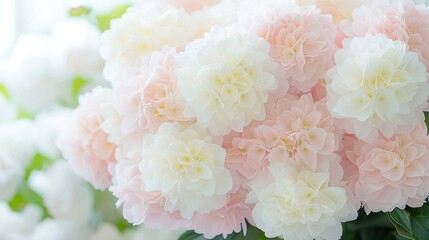 Wall Mural -   A field of pink and white flowers basking in the sunlight, surrounded by lush greenery