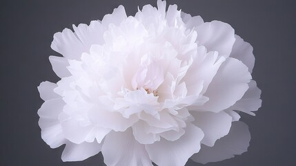 Wall Mural -   White flower on gray background with reflection