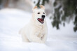 © otsphoto - happy golden retriever puppy running in the snow