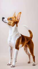 Wall Mural - a portuguese podengo dog standing proudly with its tail up, surrounded by a light solid color backdr