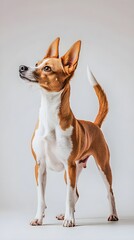 Wall Mural - a portuguese podengo dog standing proudly with its tail up, surrounded by a light solid color backdr