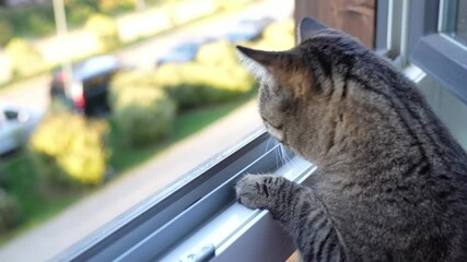 Wall Mural - cute cat looks out the open window	