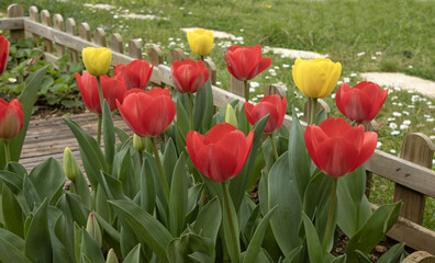 Wall Mural - tulipes rouges et jaunes dans un jardin au printemps