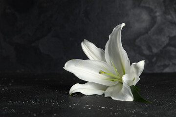 White lily flower on dark table