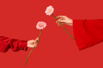 Wall Mural - Female hands holding beautiful pink gerbera flowers on red background