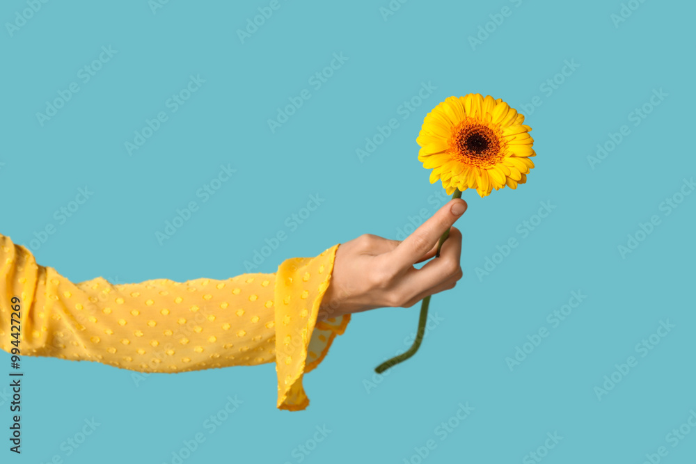 Female hand holding beautiful yellow gerbera flower on blue background