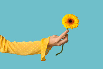 Wall Mural - Female hand holding beautiful yellow gerbera flower on blue background