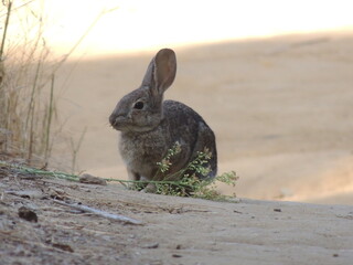 A bunny on a hiking trail.