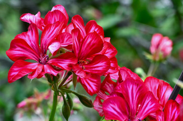 Wall Mural - Red Geranium Flowers Opening Closeup With Bokeh