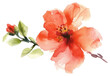 © Rawpixel.com - PNG Watercolor flower hibiscus blossom petal. © Rawpixel.com - PNG Watercolor flower hibiscus blossom petal.
