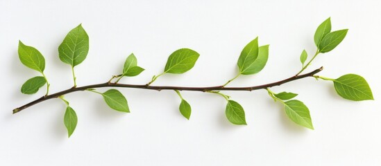 Poster - Branch with Lush Green Leaves