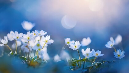 Spring forest white flowers primroses on a beautiful blue background macro. Blurred gentle sky-blue background. Floral nature background, free space for text. Romantic soft gentle artistic