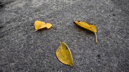 Three yellow autumn leaves scattered on a rough gray surface. The minimalist composition highlights the simplicity and beauty of fall, contrasting bright leaves with a textured background.