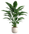 © Rawpixel.com - PNG Indoor plant leaf white background houseplant.