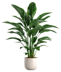 png indoor plant leaf white background houseplant.