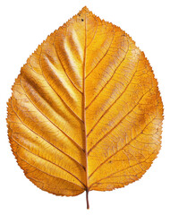 Wall Mural - png real elm autumn leaf autumn detail colors.