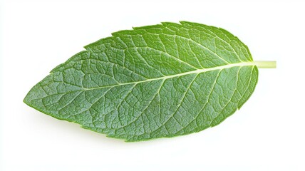 Poster - A leaf of a plant is shown in its natural form