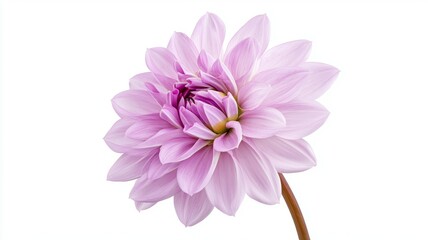 Wall Mural - A single pink flower with a long stem