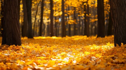 Poster - Golden Leaves Covering the Forest Floor