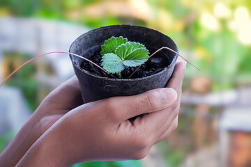 Girl's hand holding a pot containing strawberry plants