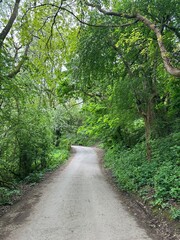 path in the forest