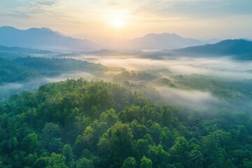 Wall Mural - Aerial top view forest tree, Rainforest ecosystem and healthy environment concept background, generative ai